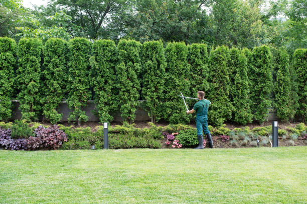 Best Tree Maintenance Programs  in Media, PA