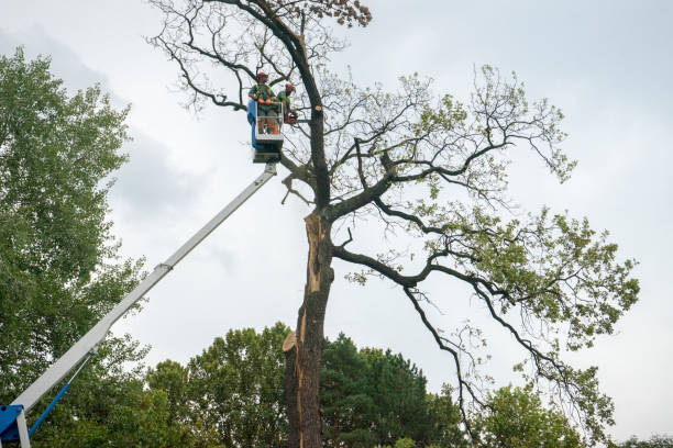 Best Tree Preservation Services  in Media, PA