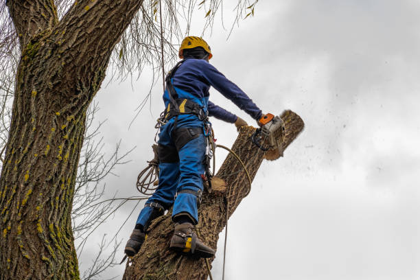 Best Palm Tree Trimming  in Media, PA